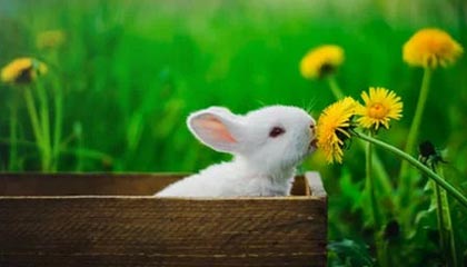 九游：让游戏成为生活的一部分